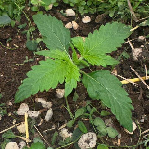 Cookie 2 growlog timeline photo
