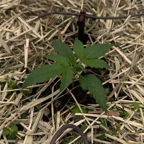 Cookie 2 growlog timeline photo