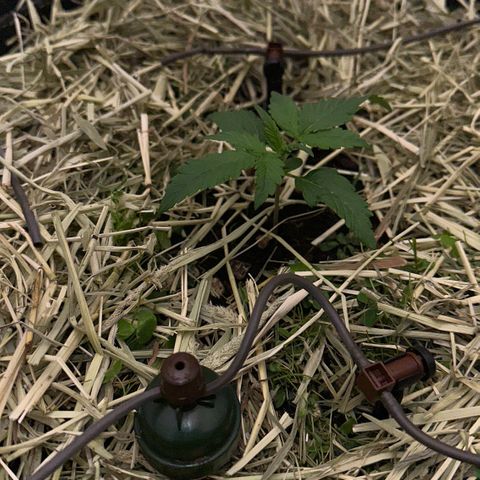 Cookie 2 growlog timeline photo