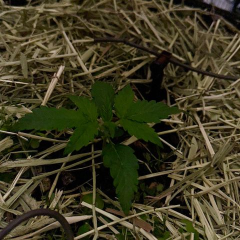 Cookie 2 growlog timeline photo