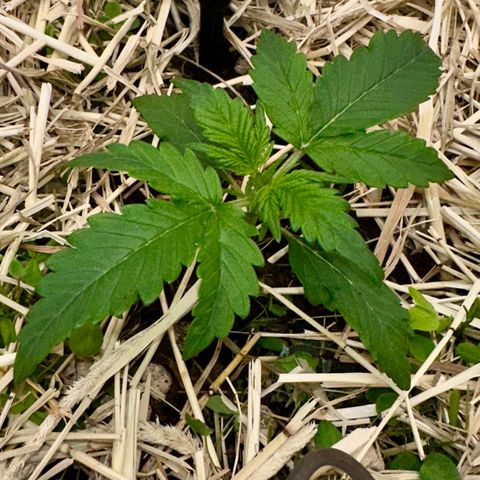 Cookie 2 growlog timeline photo