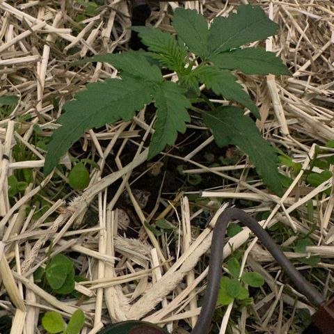 Cookie 2 growlog timeline photo