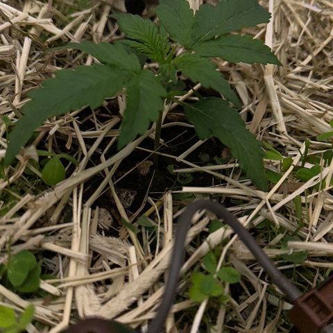 Cookie 2 growlog timeline photo
