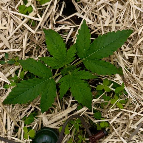 Cookie 2 growlog timeline photo