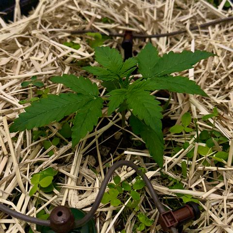 Cookie 2 growlog timeline photo