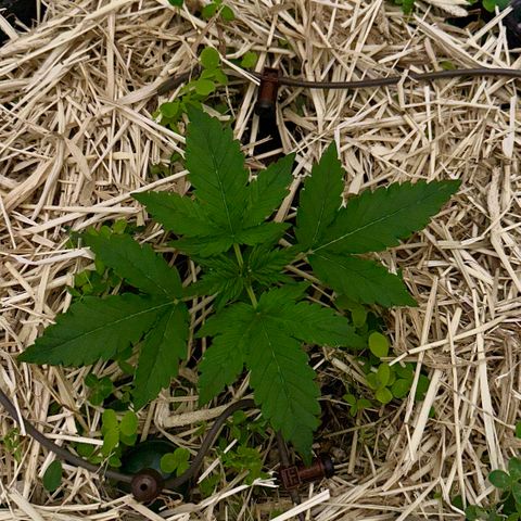 Cookie 2 growlog timeline photo