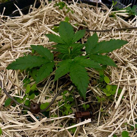 Cookie 2 growlog timeline photo