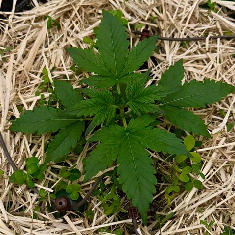 Cookie 2 growlog timeline photo