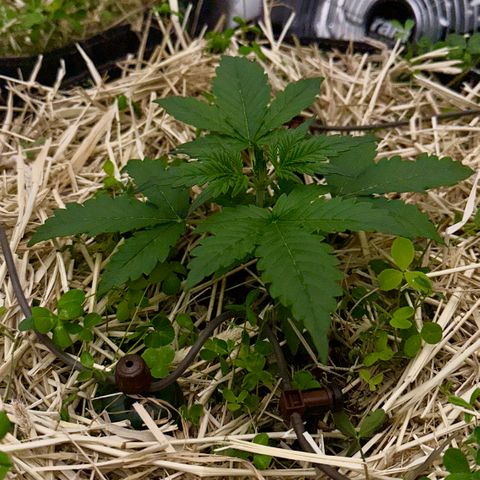 Cookie 2 growlog timeline photo