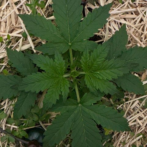 Cookie 2 growlog photo: Fimming 