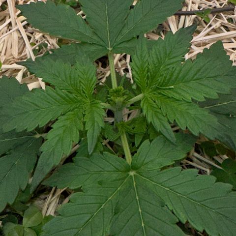 Cookie 2 growlog photo: Fimming 