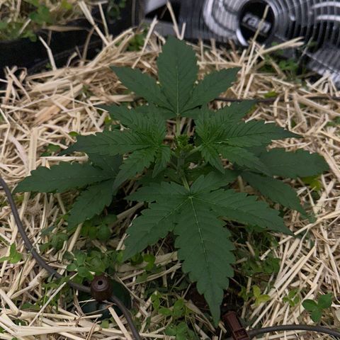 Cookie 2 growlog timeline photo