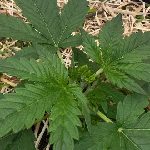 Cookie 2 growlog timeline photo