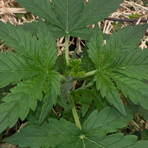 Cookie 2 growlog timeline photo