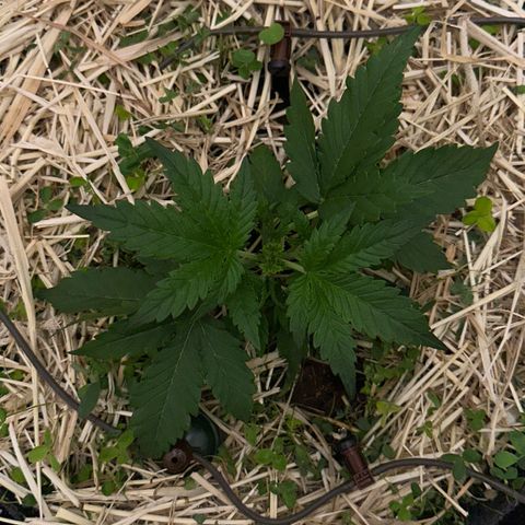 Cookie 2 growlog photo: LST 