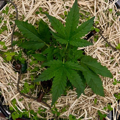 Cookie 2 growlog timeline photo