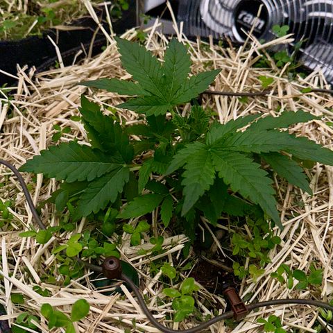 Cookie 2 growlog timeline photo