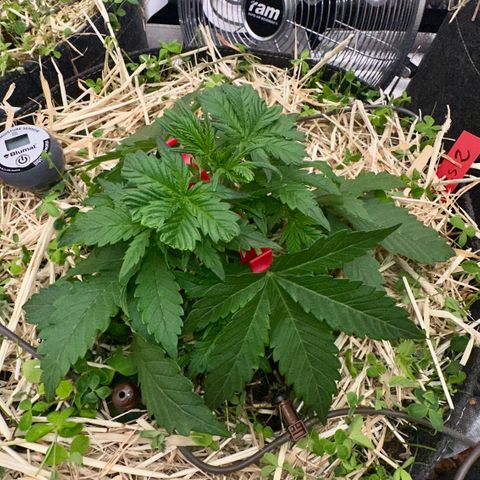 Cookie 2 growlog timeline photo