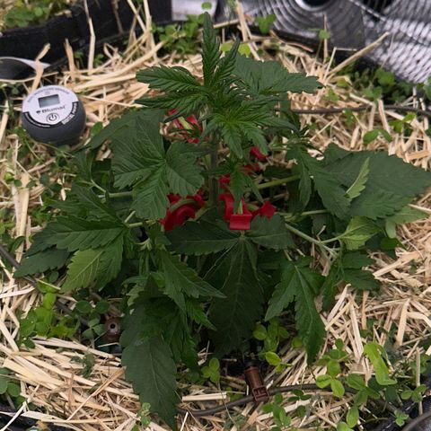 Cookie 2 growlog timeline photo