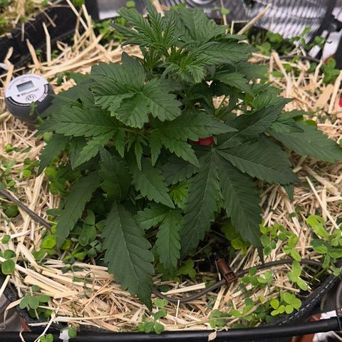 Cookie 2 growlog timeline photo