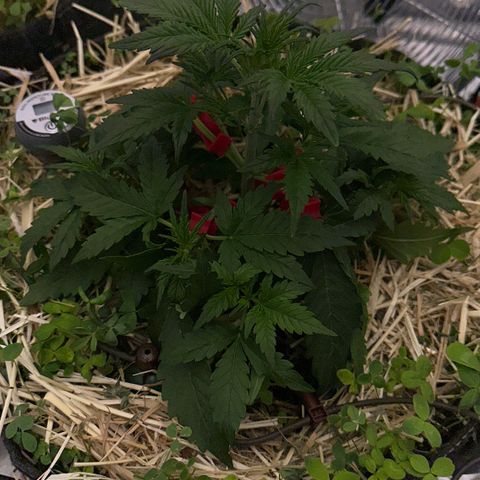 Cookie 2 growlog timeline photo