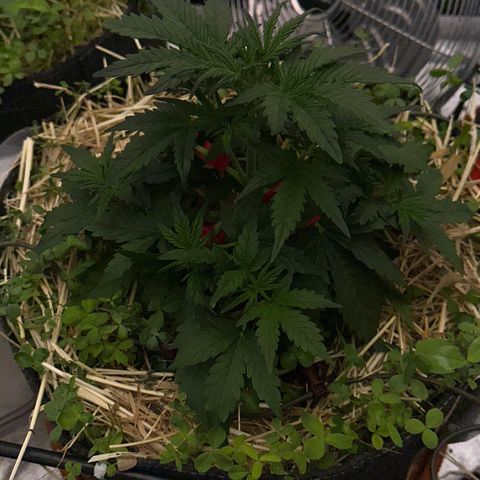 Cookie 2 growlog timeline photo