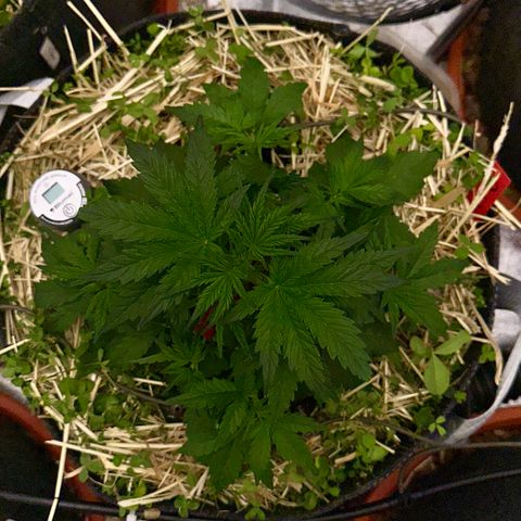 Cookie 2 growlog timeline photo