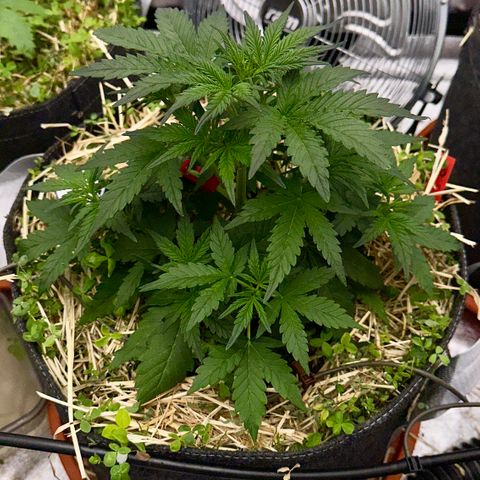 Cookie 2 growlog timeline photo