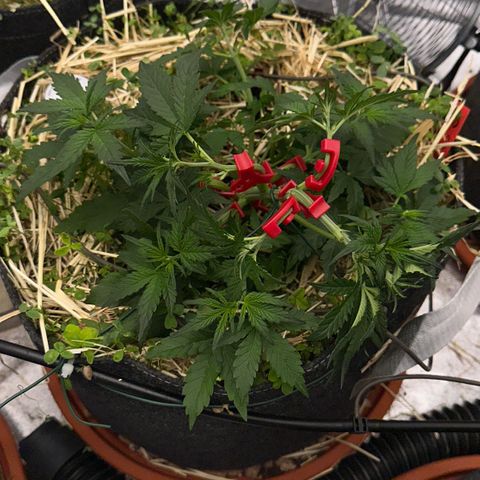 Cookie 2 growlog timeline photo