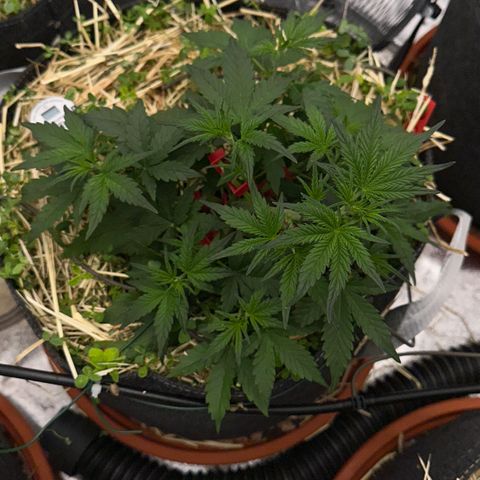 Cookie 2 growlog timeline photo