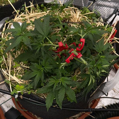 Cookie 2 growlog timeline photo