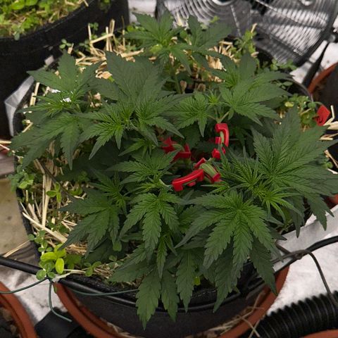 Cookie 2 growlog timeline photo