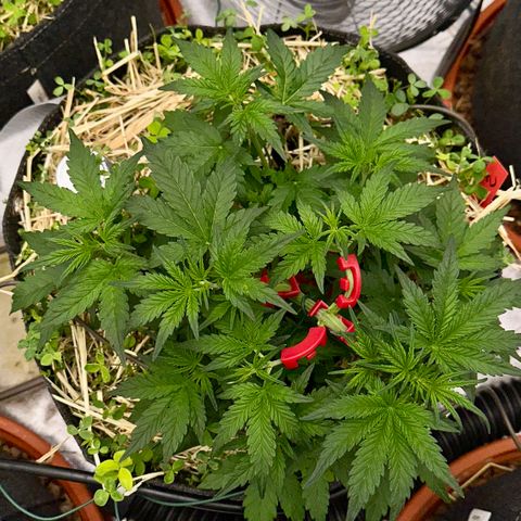 Cookie 2 growlog timeline photo