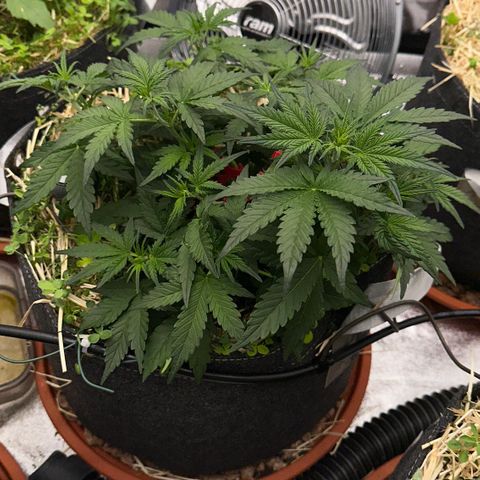 Cookie 2 growlog timeline photo