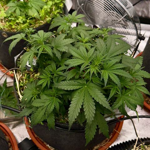 Cookie 2 growlog timeline photo