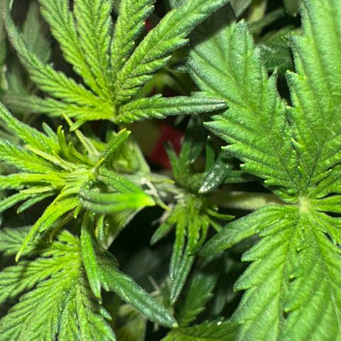 Cookie 2 growlog timeline photo