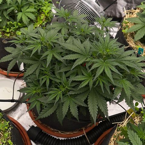Cookie 2 growlog timeline photo