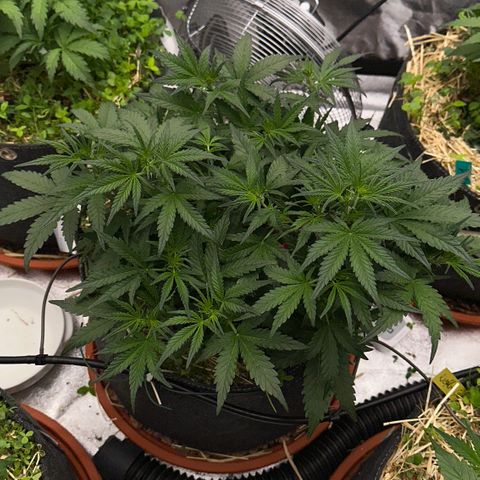 Cookie 2 growlog timeline photo