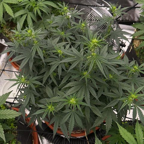 Cookie 2 growlog timeline photo