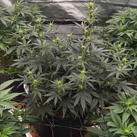 Cookie 2 growlog timeline photo
