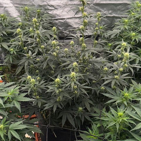 Cookie 2 growlog timeline photo
