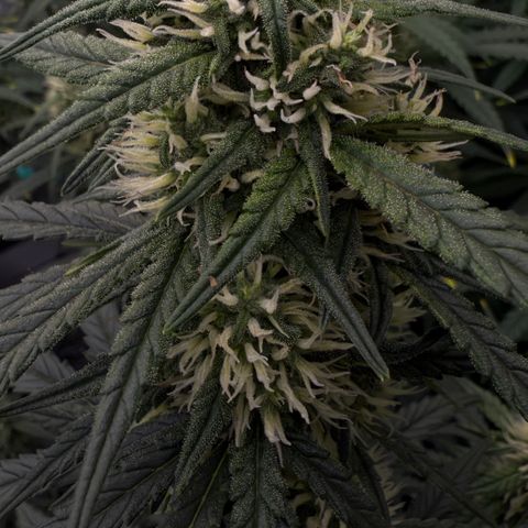 Cookie 2 growlog timeline photo