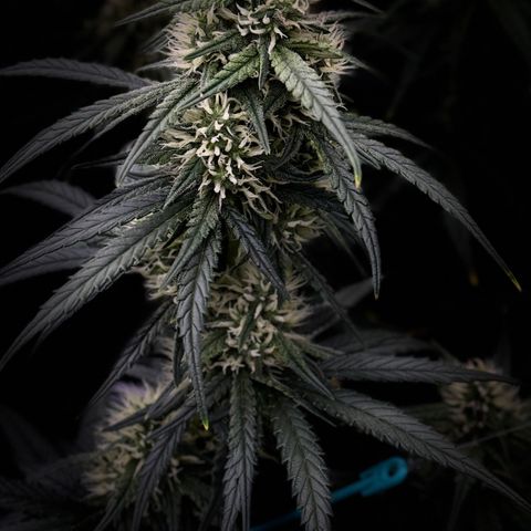 Cookie 2 growlog timeline photo