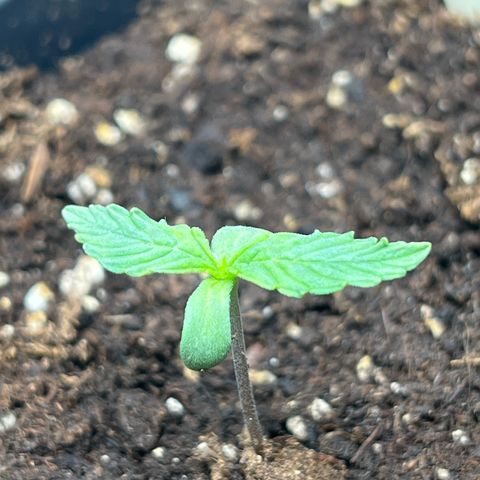 Grape Ape F1  growlog timeline photo