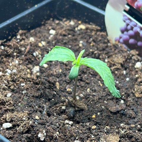 Grape Ape F1  growlog timeline photo