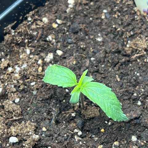 Grape Ape F1  growlog timeline photo
