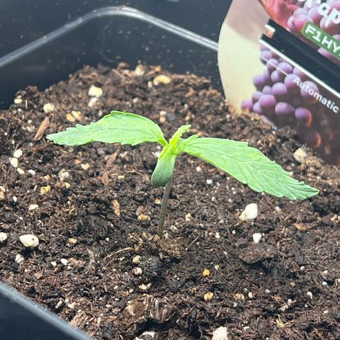 Grape Ape F1  growlog timeline photo