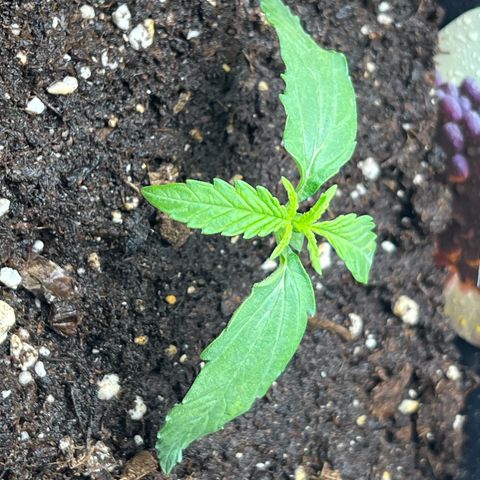 Grape Ape F1  growlog timeline photo