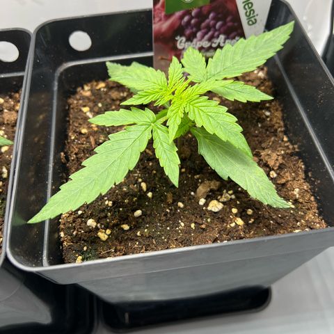 Grape Ape F1  growlog timeline photo