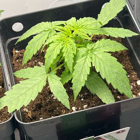 Grape Ape F1  growlog timeline photo